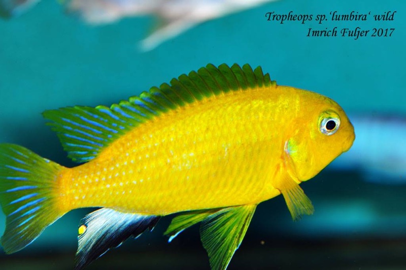 Tropheops macrophthalmus 'Lumbira'